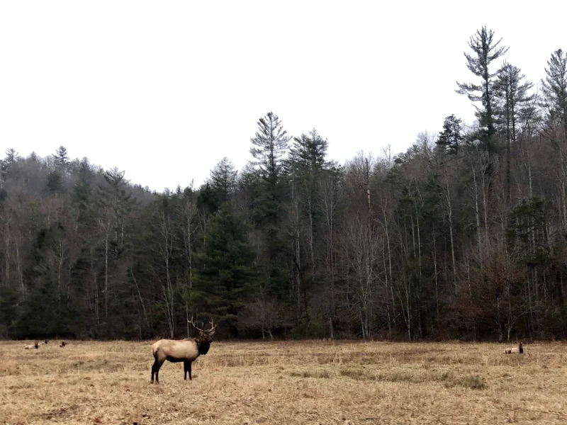 Elk in a meadow in Cataloochee Valley